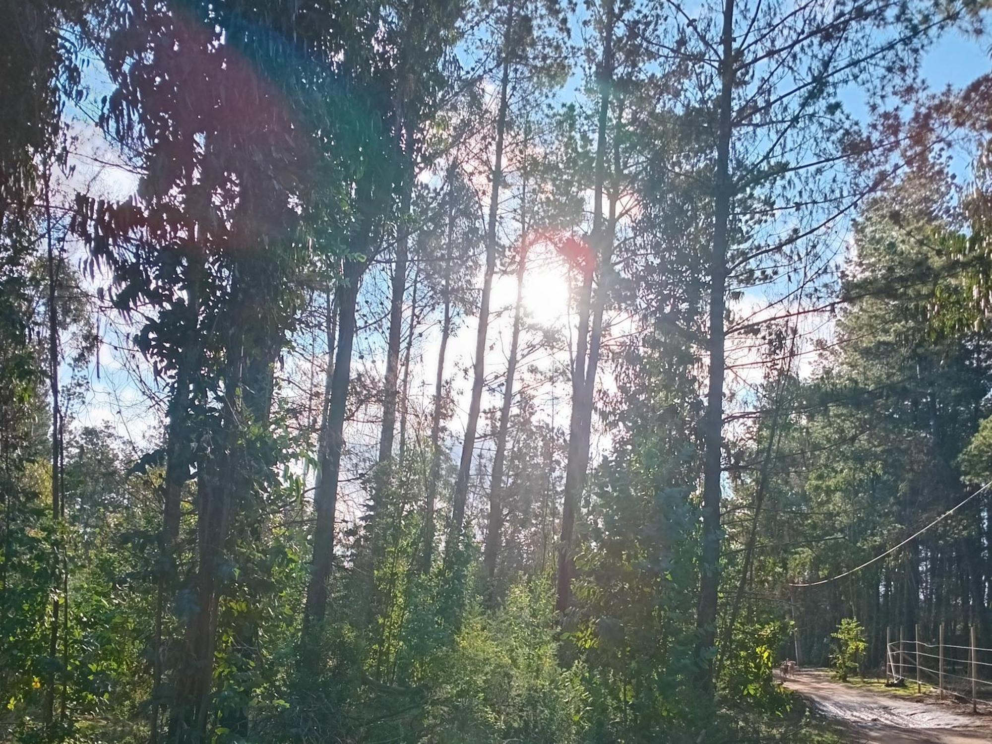 Laguna *